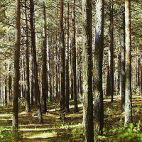 Івано-Франківська ОДА дає у оренду 1,3 га лісу