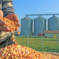 В Бурштині планують побудувати завод з переробки кукурудзи